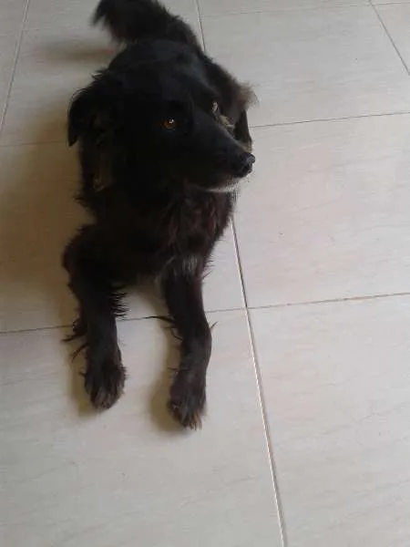 Cachorro raça Cusco idade 6 ou mais anos nome Boby