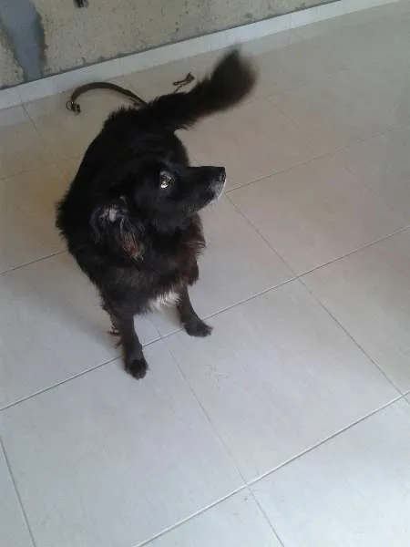 Cachorro raça Cusco idade 6 ou mais anos nome Boby