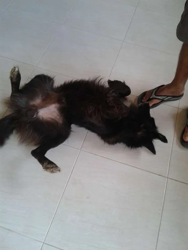 Cachorro raça Cusco idade 6 ou mais anos nome Boby