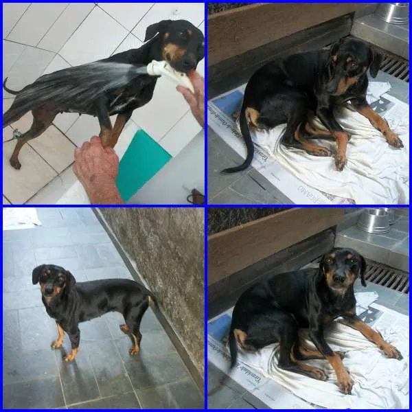 Cachorro ra a SRD idade 1 ano nome JADE