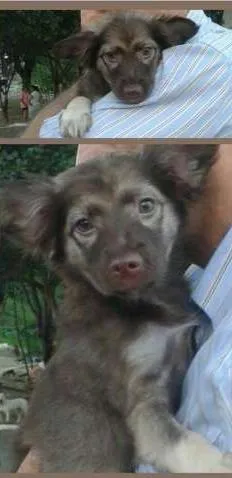 Cachorro raça SRD idade 2 a 6 meses nome Lobinha