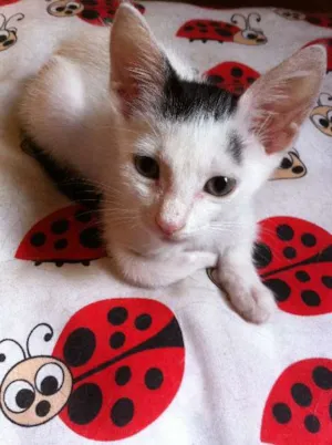 Gato raça SRD idade 2 a 6 meses nome Woody