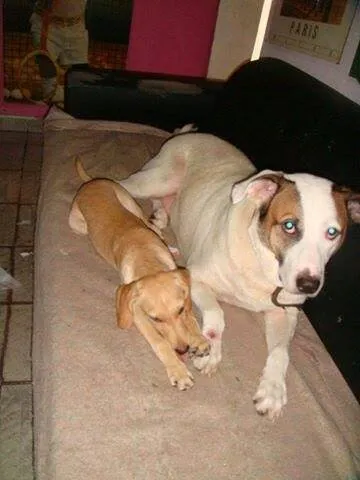 Cachorro ra a srd idade 7 a 11 meses nome Thor