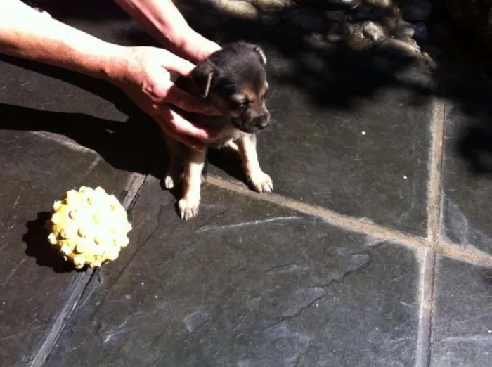 Cachorro ra a SRD idade  nome Lindos filhotes
