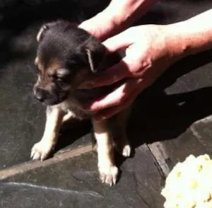 Cachorro raça SRD idade  nome Lindos filhotes