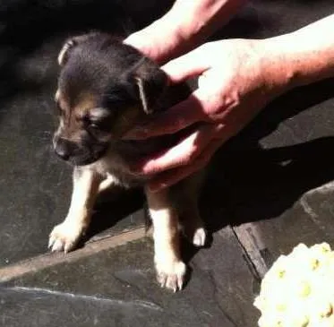 Cachorro ra a SRD idade  nome Lindos filhotes
