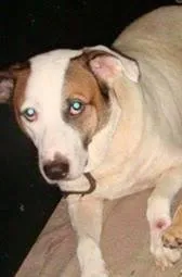 Cachorro raça SRD idade 3 anos nome Max