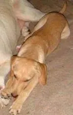Cachorro ra a srd idade 7 a 11 meses nome Thor