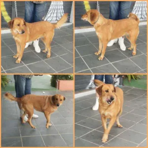 Cachorro raça SRD idade 3 anos nome MÃEZONA