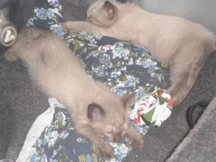 Gato ra a Siamês idade Abaixo de 2 meses nome tico e teco