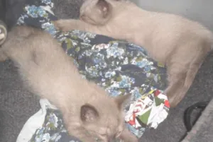 Gato raça Siamês idade Abaixo de 2 meses nome tico e teco
