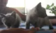 tico e teco