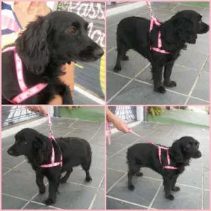 Cachorro raça SRD idade 3 anos nome LUNA