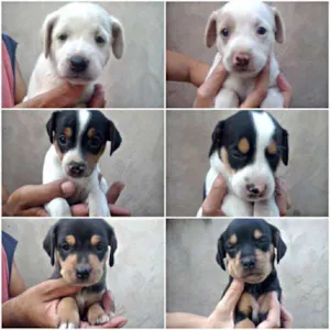 Cachorro raça SRD idade Abaixo de 2 meses nome Sem nome