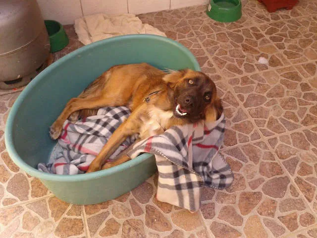 Cachorro ra a SRD idade 1 ano nome spyke