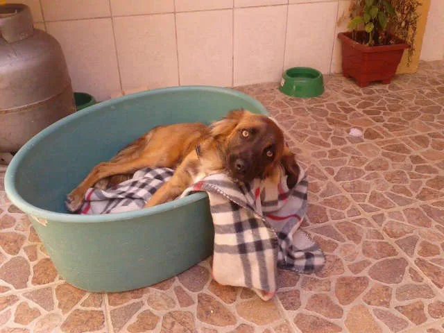 Cachorro ra a SRD idade 1 ano nome spyke
