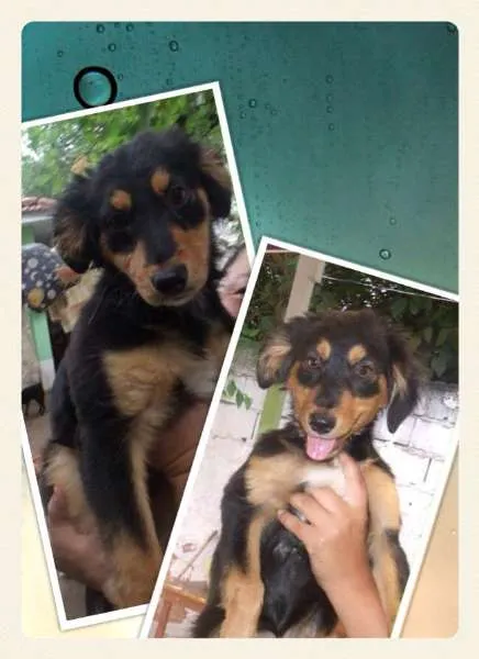 Cachorro ra a SRD idade 2 a 6 meses nome Shakira