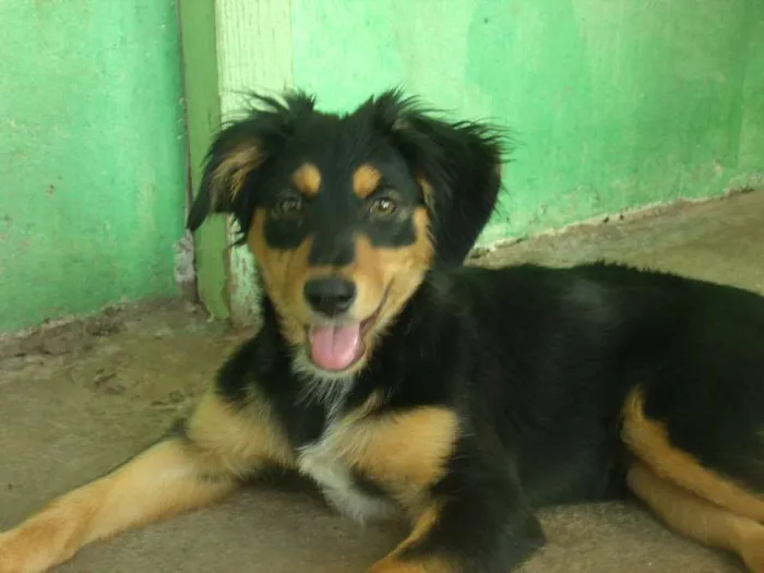 Cachorro ra a SRD idade 2 a 6 meses nome Shakira