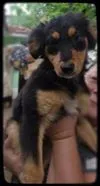 Cachorro ra a SRD idade 2 a 6 meses nome Shakira