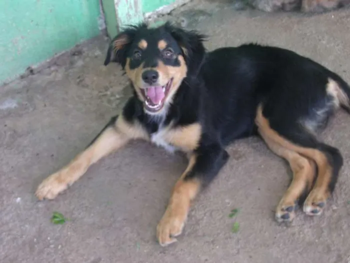 Cachorro ra a SRD idade 2 a 6 meses nome Shakira