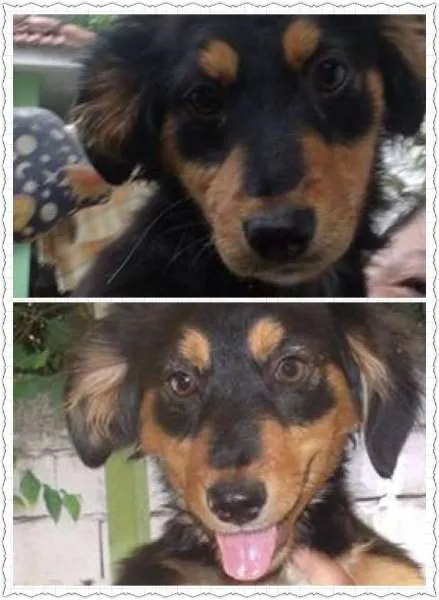 Cachorro ra a SRD idade 2 a 6 meses nome Shakira