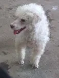 Paçoca