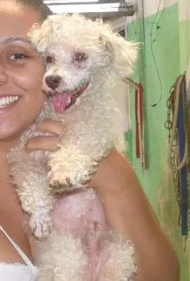 Cachorro raça poodle idade 6 ou mais anos nome Paçoca