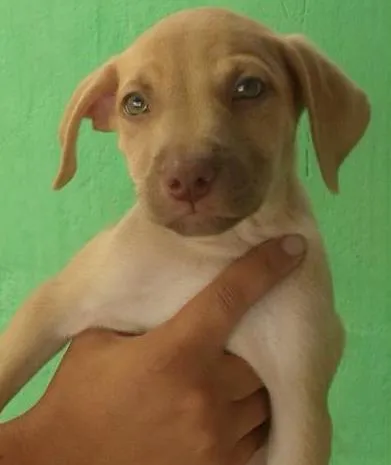 Cachorro ra a SRD idade  nome Brad