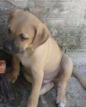 Cachorro raça SRD idade 2 a 6 meses nome Meg