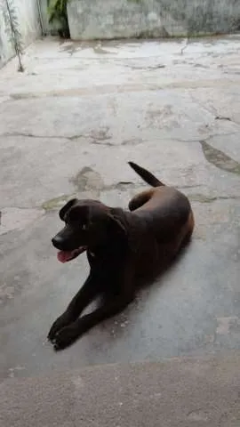 Cachorro ra a Viralata idade 2 anos nome Pretinha