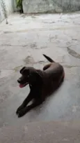 Pretinha