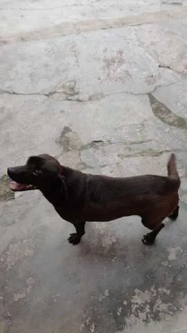 Cachorro ra a Viralata idade 2 anos nome Pretinha