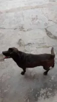Pretinha
