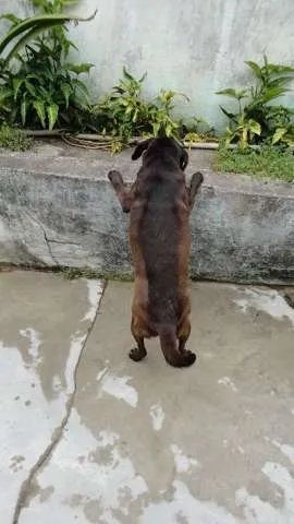 Cachorro ra a Viralata idade 2 anos nome Pretinha