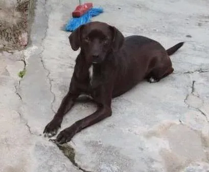 Cachorro ra a Viralata idade 2 anos nome Pretinha