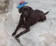 Pretinha