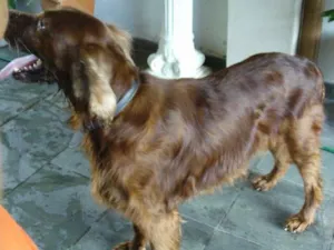 Cachorro raça Setter Irlandes idade 5 anos nome sem