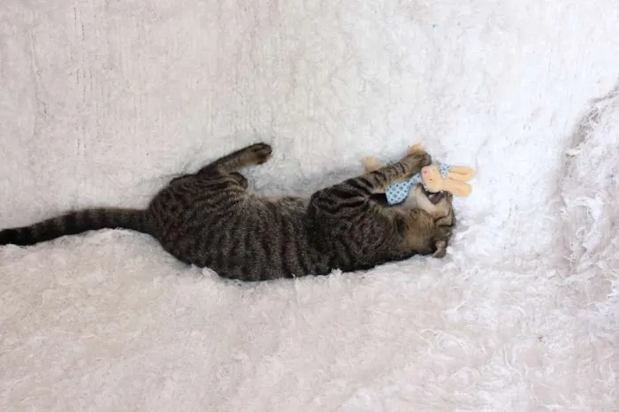 Gato ra a SRD idade 2 a 6 meses nome Brida