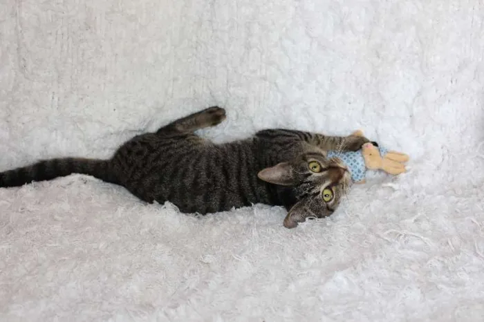 Gato ra a SRD idade 2 a 6 meses nome Brida