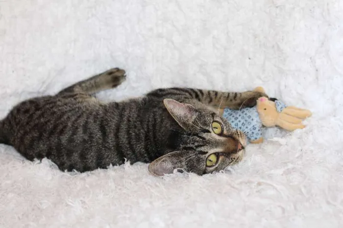 Gato ra a SRD idade 2 a 6 meses nome Brida