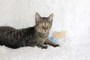Gato raça SRD idade 2 a 6 meses nome Brida