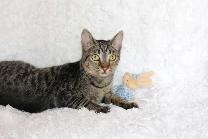 Gato ra a SRD idade 2 a 6 meses nome Brida