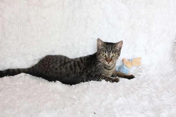 Gato ra a SRD idade 2 a 6 meses nome Brida