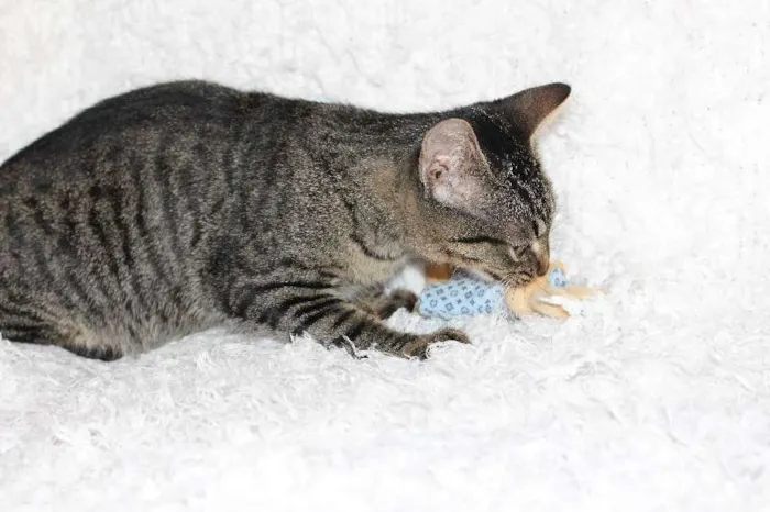 Gato ra a SRD idade 2 a 6 meses nome Brida