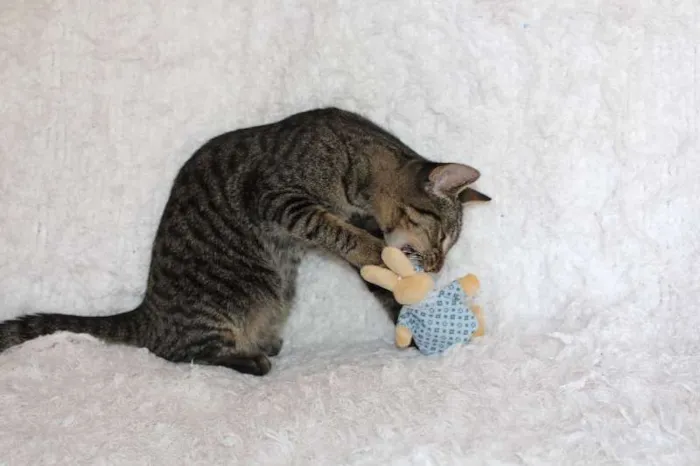 Gato ra a SRD idade 2 a 6 meses nome Brida