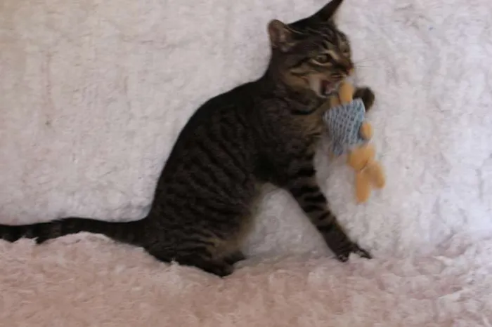 Gato ra a SRD idade 2 a 6 meses nome Brida