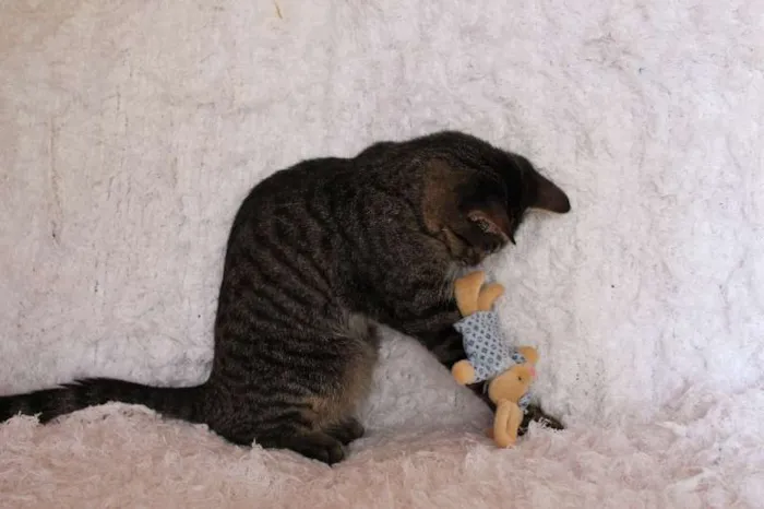 Gato ra a SRD idade 2 a 6 meses nome Brida