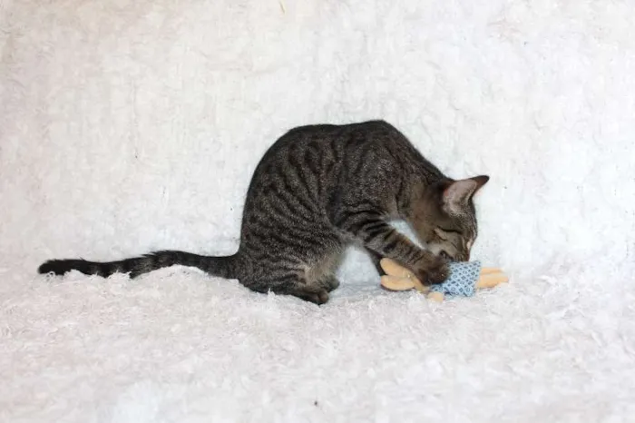 Gato ra a SRD idade 2 a 6 meses nome Brida