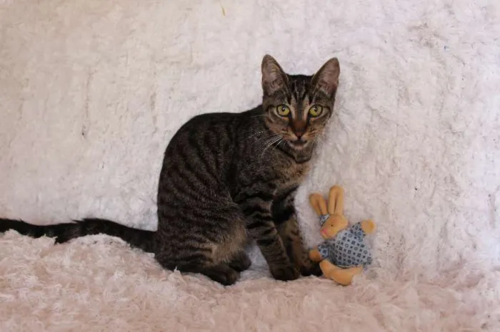 Gato ra a SRD idade 2 a 6 meses nome Brida