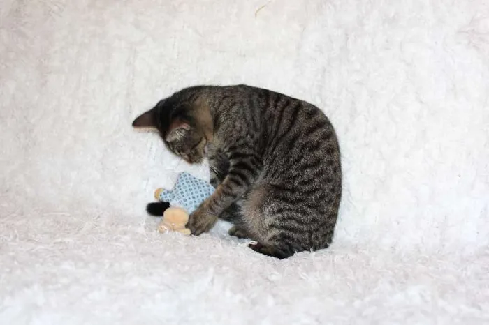 Gato ra a SRD idade 2 a 6 meses nome Brida